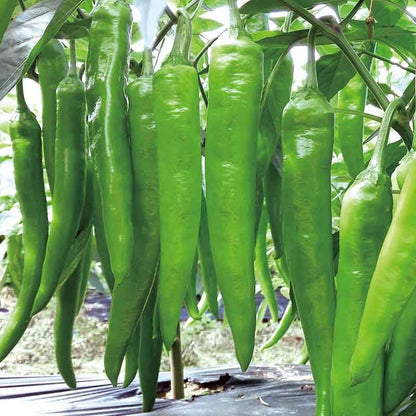 Hatch Chili Pepper Seeds  - Vegetable Plant 
