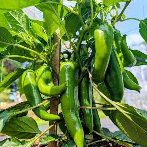 Hatch Pepper Seeds