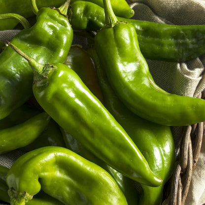 Hatch Pepper Seeds