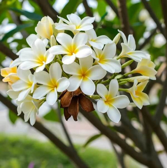 Hawaiian Frangipani seeds