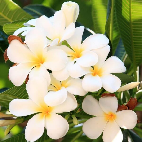 Hawaiian Frangipani seeds