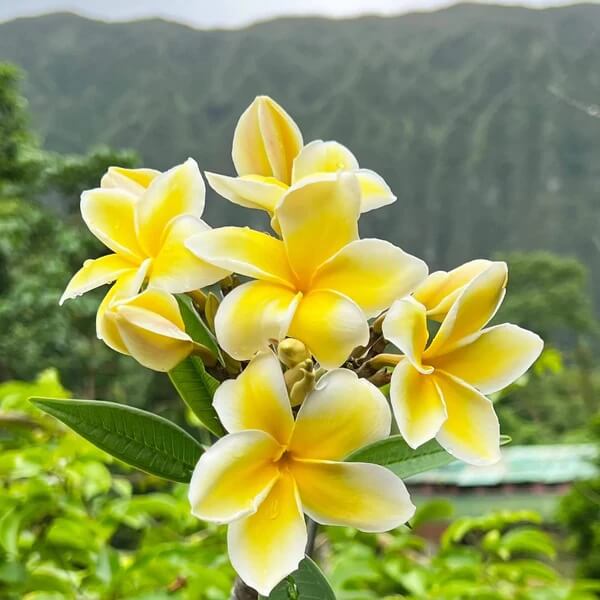 Hawaiian Plumeria Mix Seeds 