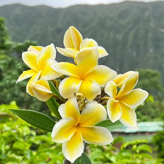 Hawaiian Plumeria Mix Seeds 