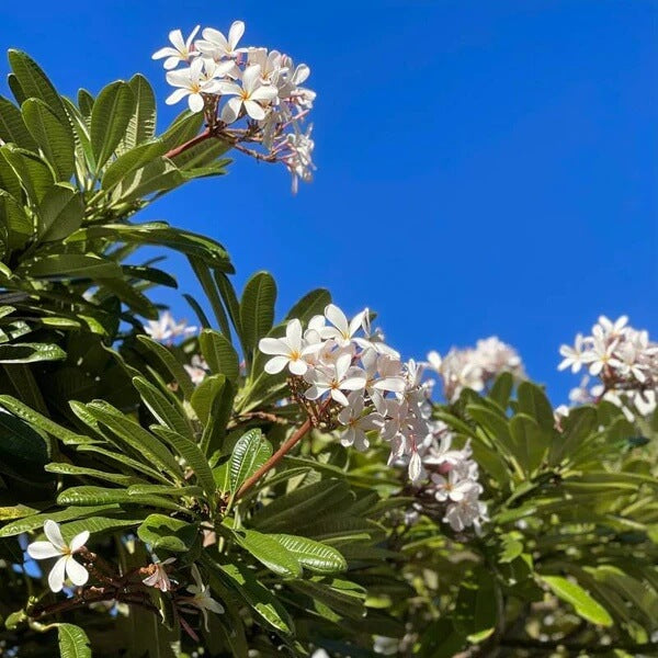 Hawaiian Plumeria Seeds
