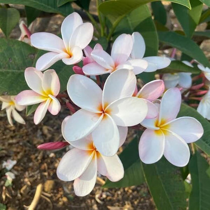 Hawaiian Plumeria Seeds