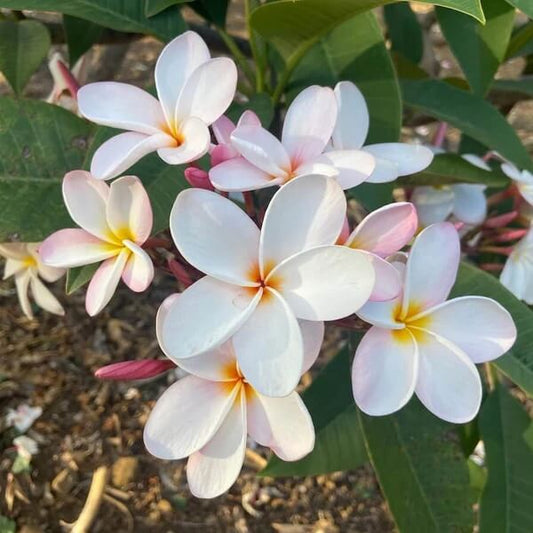 Hawaiian Plumeria Seeds