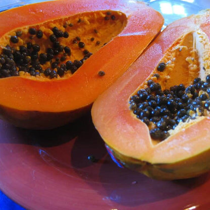 Hawaiian Rainbow Papaya Seeds 
