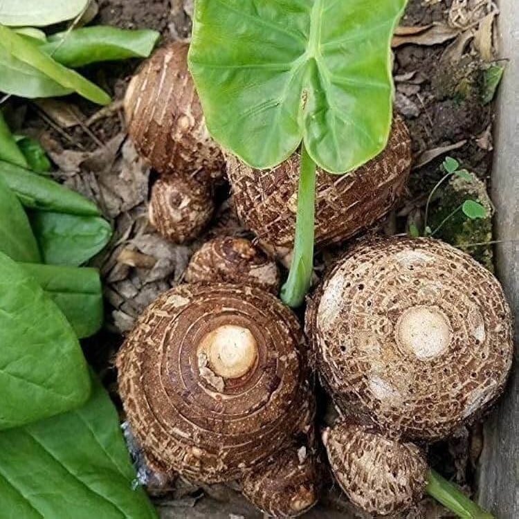 Hawaiian Taro Seeds