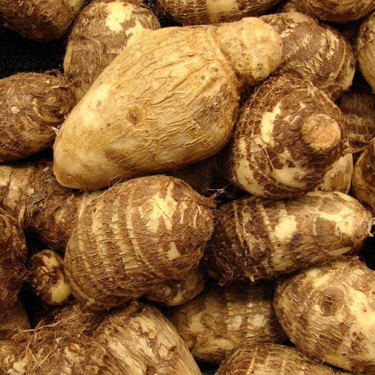 Hawaiian Taro Seeds