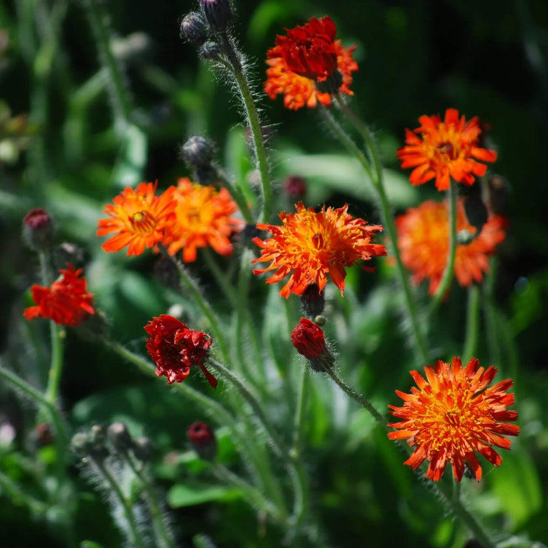Hawkweed Seeds - Heirloom Flower Plant for Home Gardens