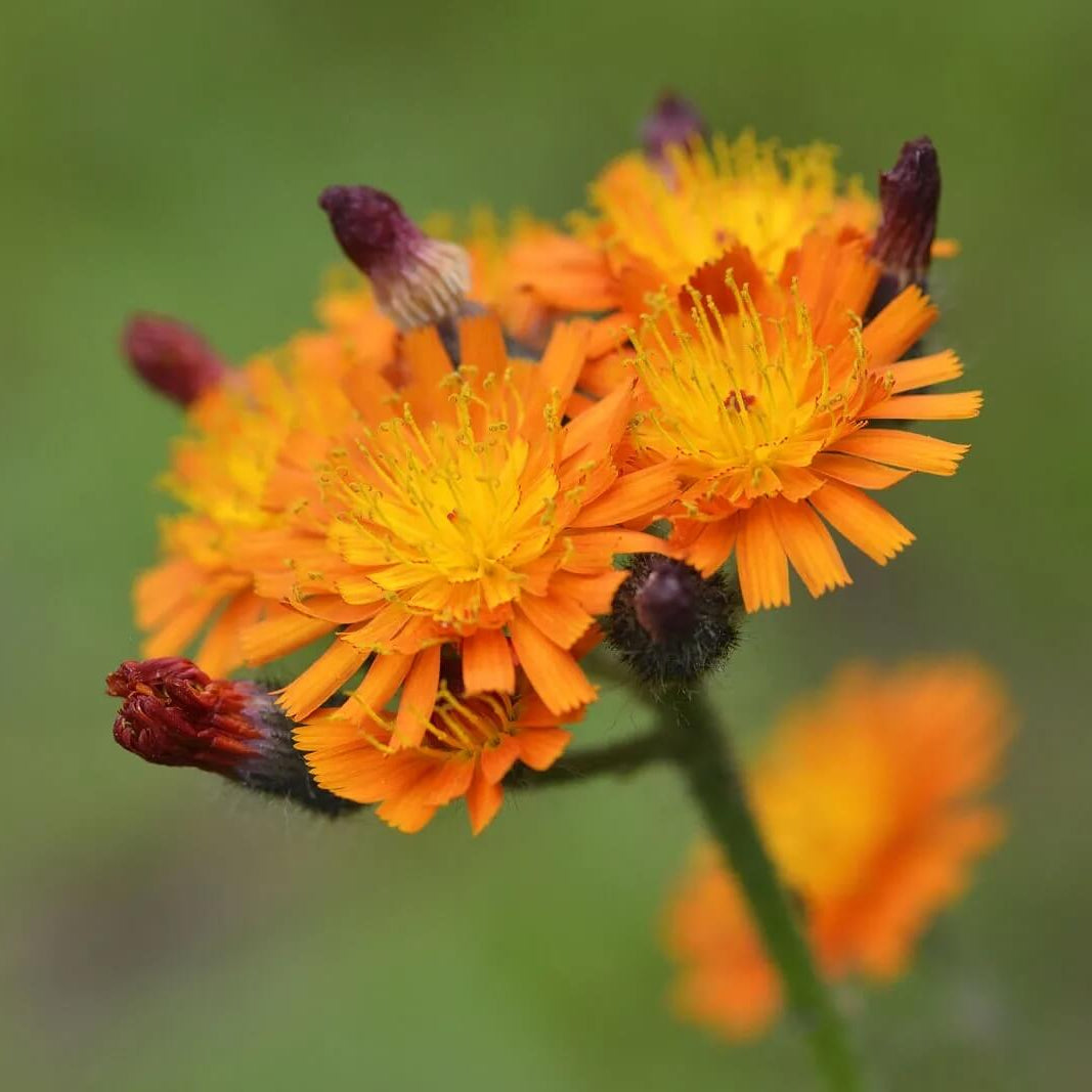 Hawkweed Seeds - Heirloom Flower Plant for Home Gardens