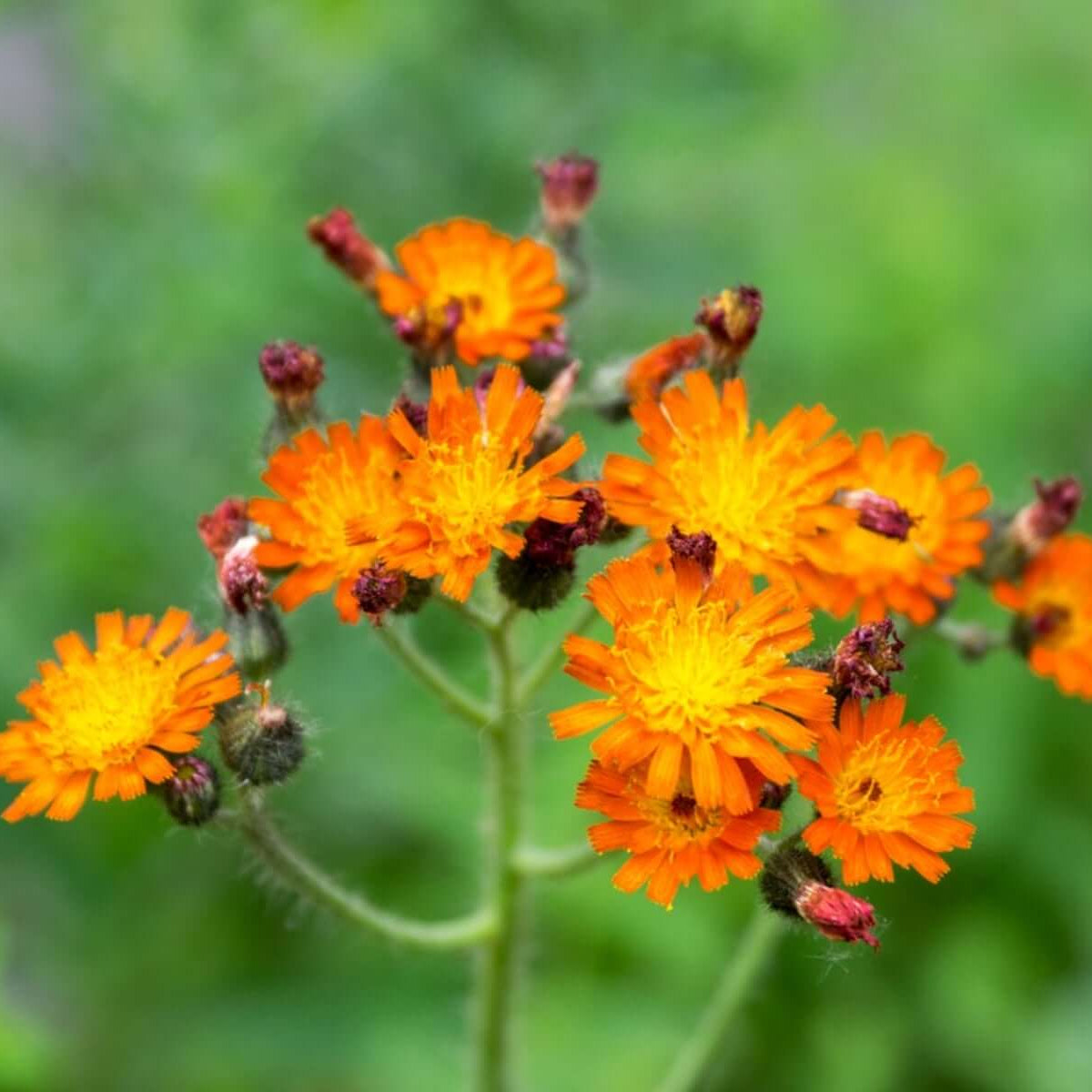 Hawkweed Seeds - Heirloom Flower Plant for Home Gardens