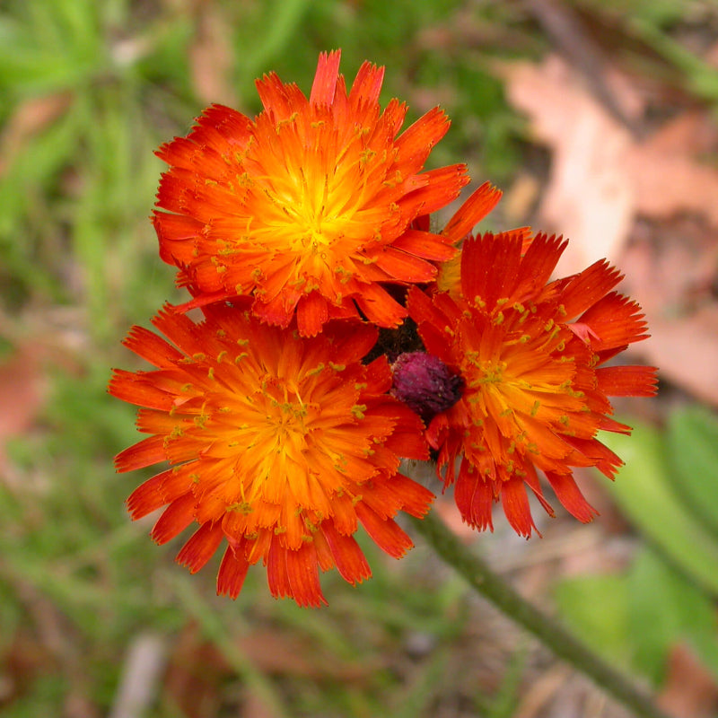 Hawkweed Seeds - Heirloom Flower Plant for Home Gardens