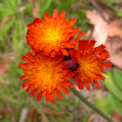 Hawkweed Seeds - Heirloom Flower Plant for Home Gardens