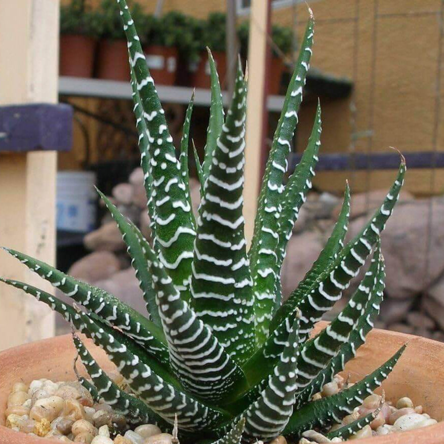 Haworthia Seeds 