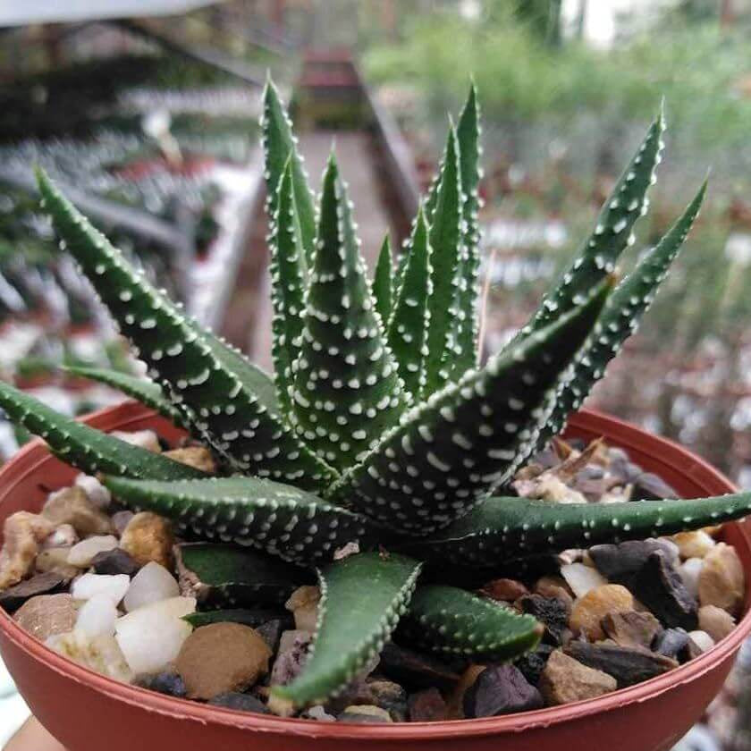Haworthia Seeds 