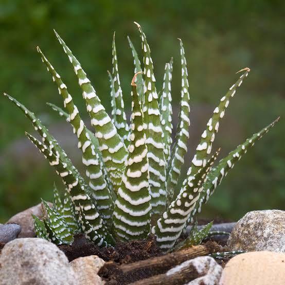 Haworthia Seeds 