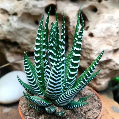 Haworthia Seeds 