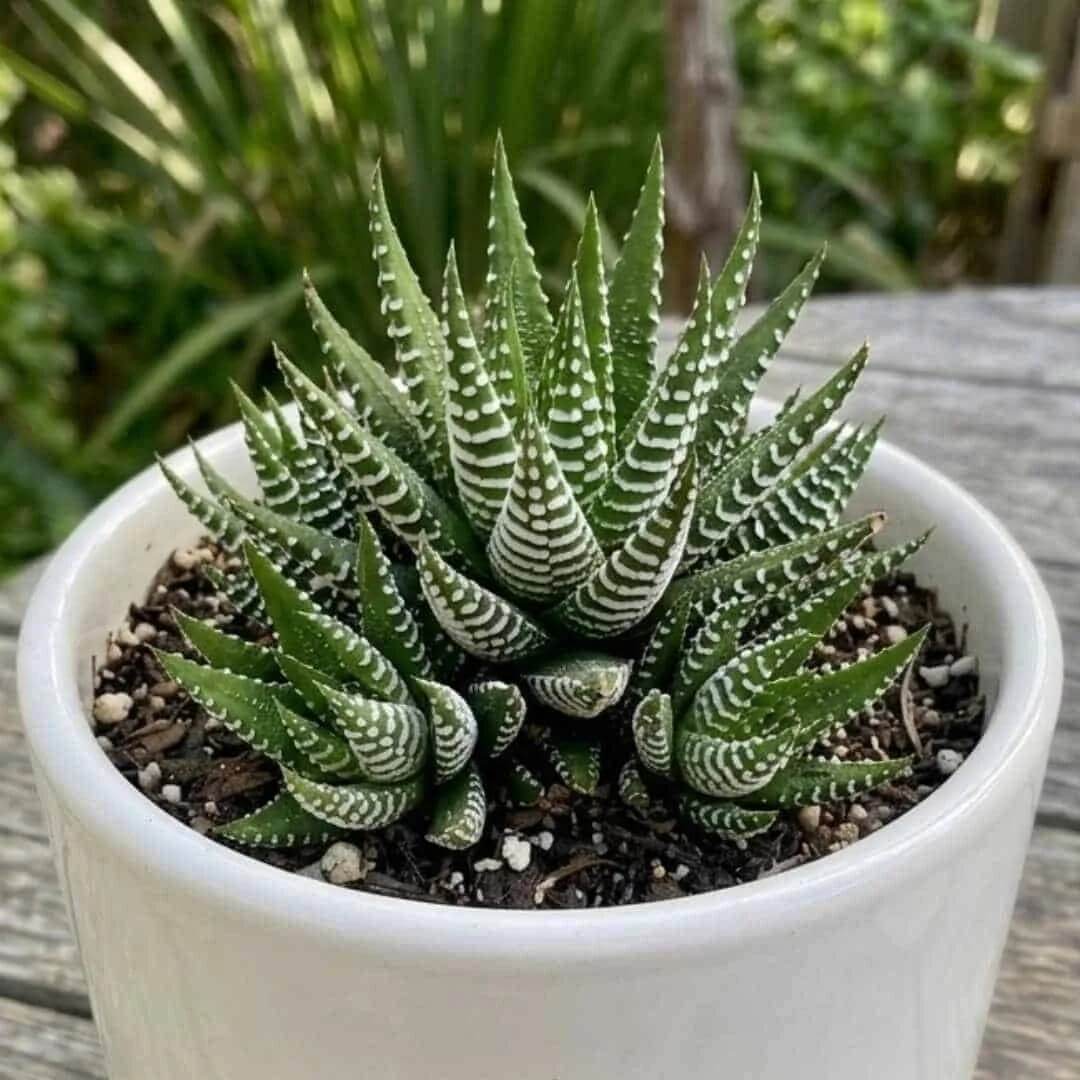 Haworthia Seeds - Succulent Plant Seeds for Home Gardens