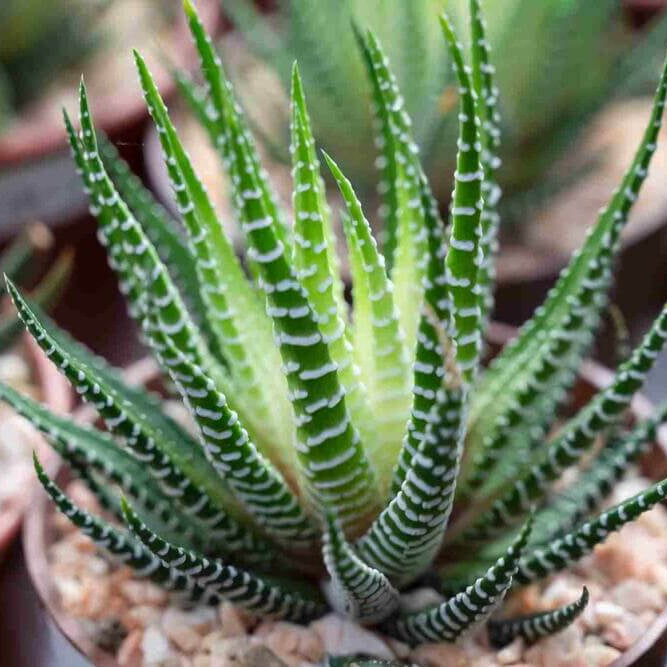 Haworthia Seeds - Succulent Plant Seeds for Home Gardens