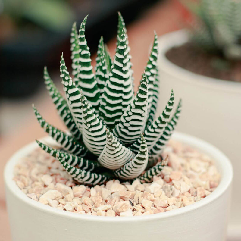 Haworthia Seeds - Succulent Plant Seeds for Home Gardens
