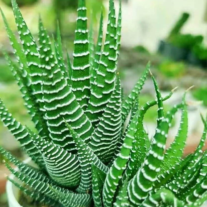 Haworthia Seeds - Succulent Plant Seeds for Home Gardens