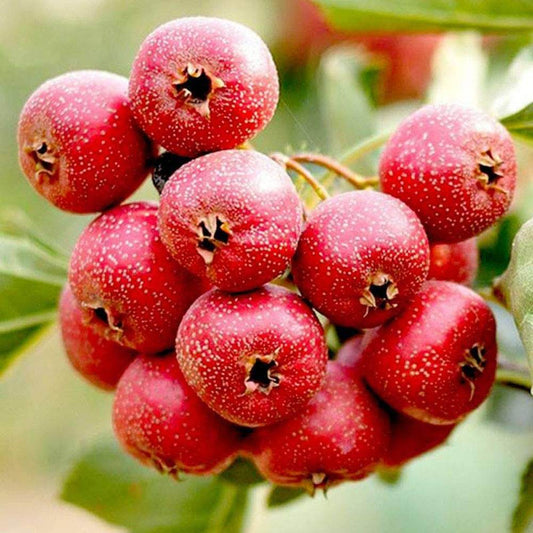 Hawthorn Seeds - Fruit Plant for Home Gardens
