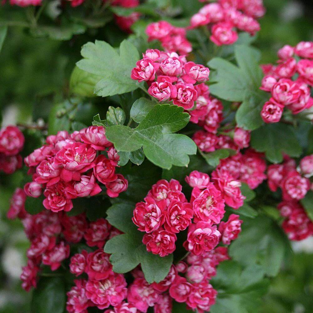 Hawthron Seeds - Tree Seeds for Home Gardens