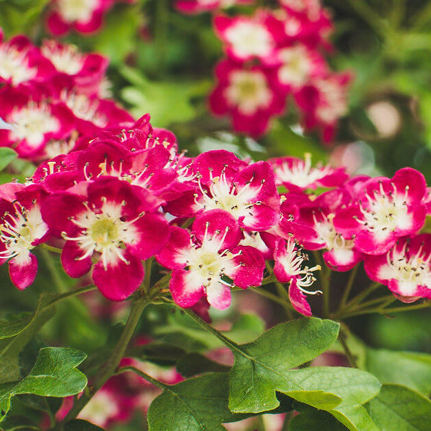 Hawthron Seeds - Tree Seeds for Home Gardens
