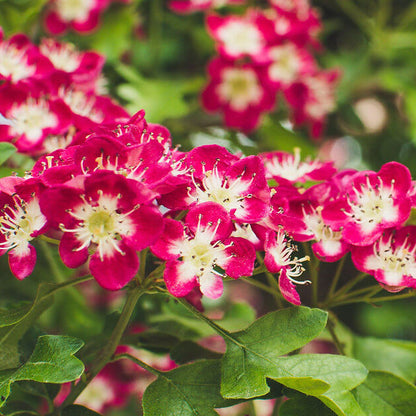 Hawthron Seeds - Tree Seeds for Home Gardens