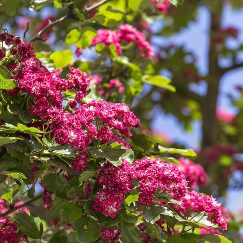 Hawthron Seeds - Tree Seeds for Home Gardens