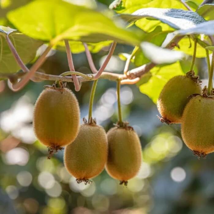 Hayward Kiwi Seeds