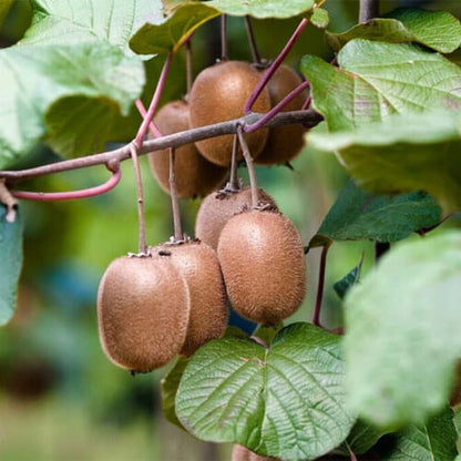 Hayward Kiwi Seeds