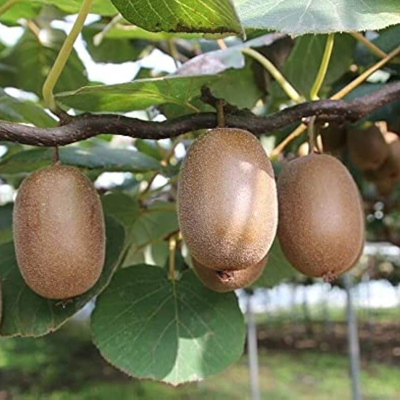 Hayward Kiwi Seeds