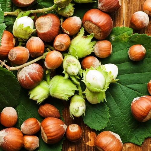 Hazelnut Tree Seeds - Fruit Plant