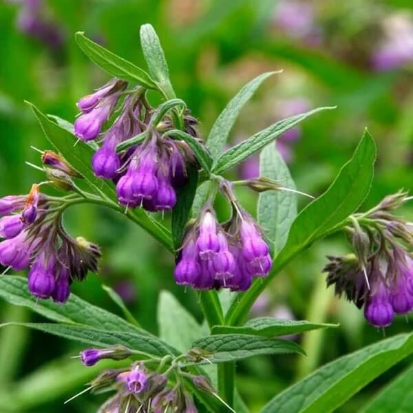 Healing Herb Comfrey Seeds 