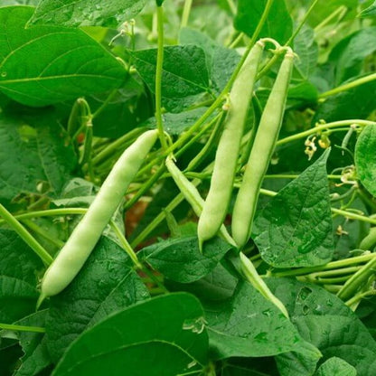 Heat Resistant Beans seeds