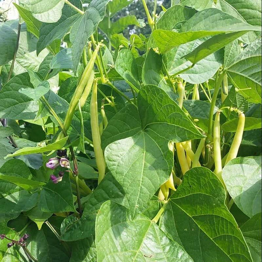 Heat Resistant Beans seeds