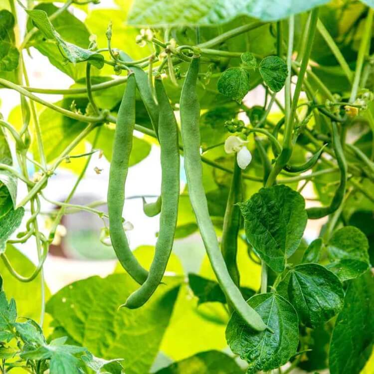 Heat Resistant Beans seeds