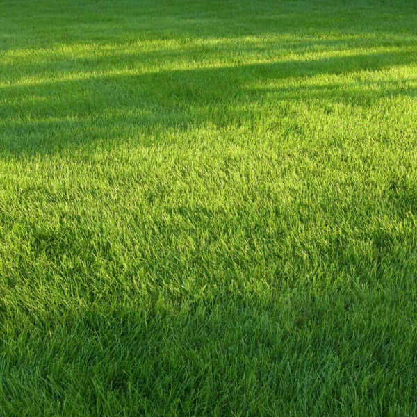 Heat Tolerant Grass Seeds