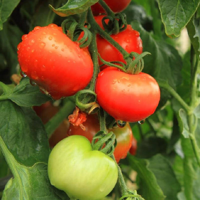Heatmaster  tomato seeds - Vegetable Plant