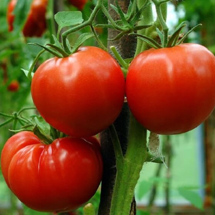 Heatmaster  tomato seeds - Vegetable Plant