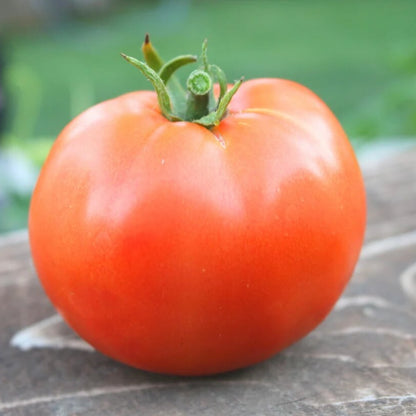 Heatmaster  tomato seeds - Vegetable Plant