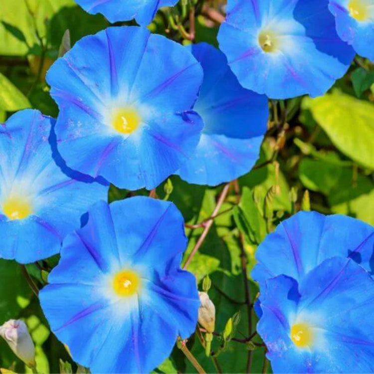 Heavenly Blue Morning Glory Seeds - Heirloom Flower Plant for Home Gardens