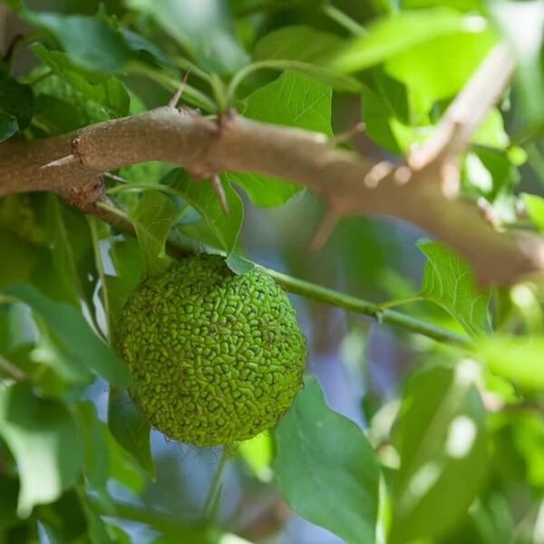 Hedge Apple Seeds