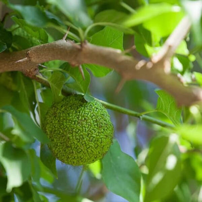 Hedge Apple Seeds