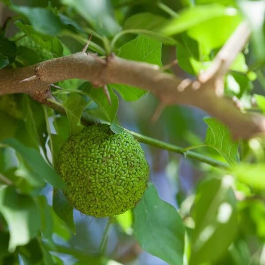 Hedge Apple Seeds