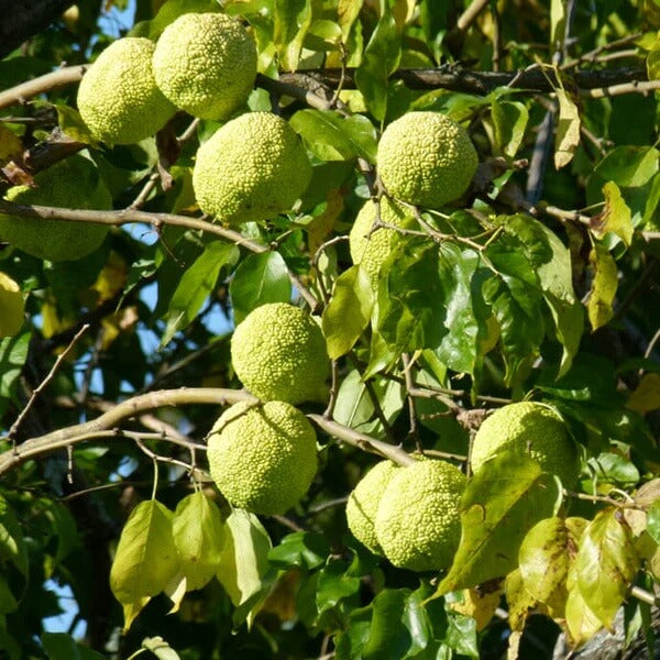 Hedge Apple Seeds