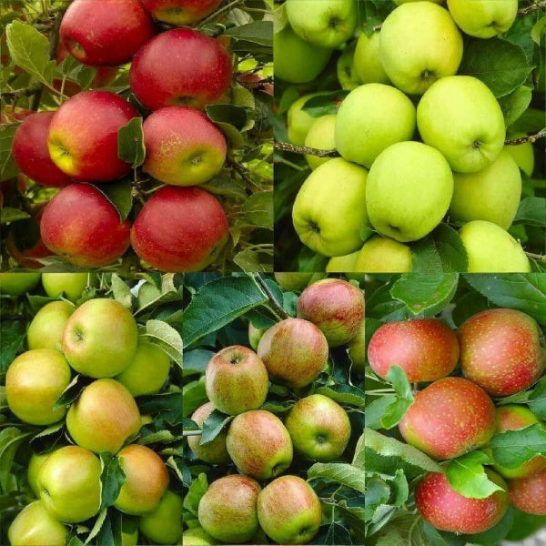 Heirloom Apple Seeds - Fruit plant