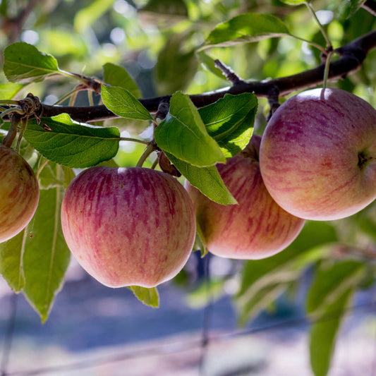 Heirloom Apple Seeds - Fruit plant